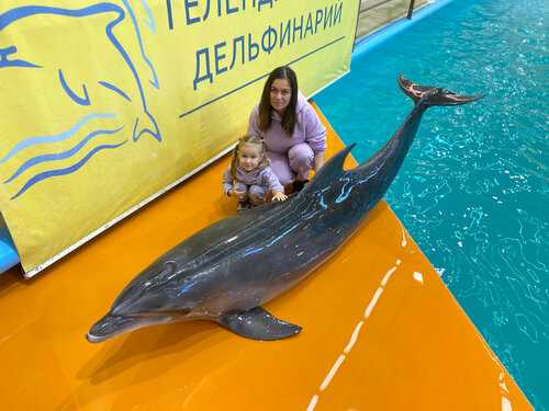 Дельфинарий в Геленджике: цены 2024г., расписание, фото